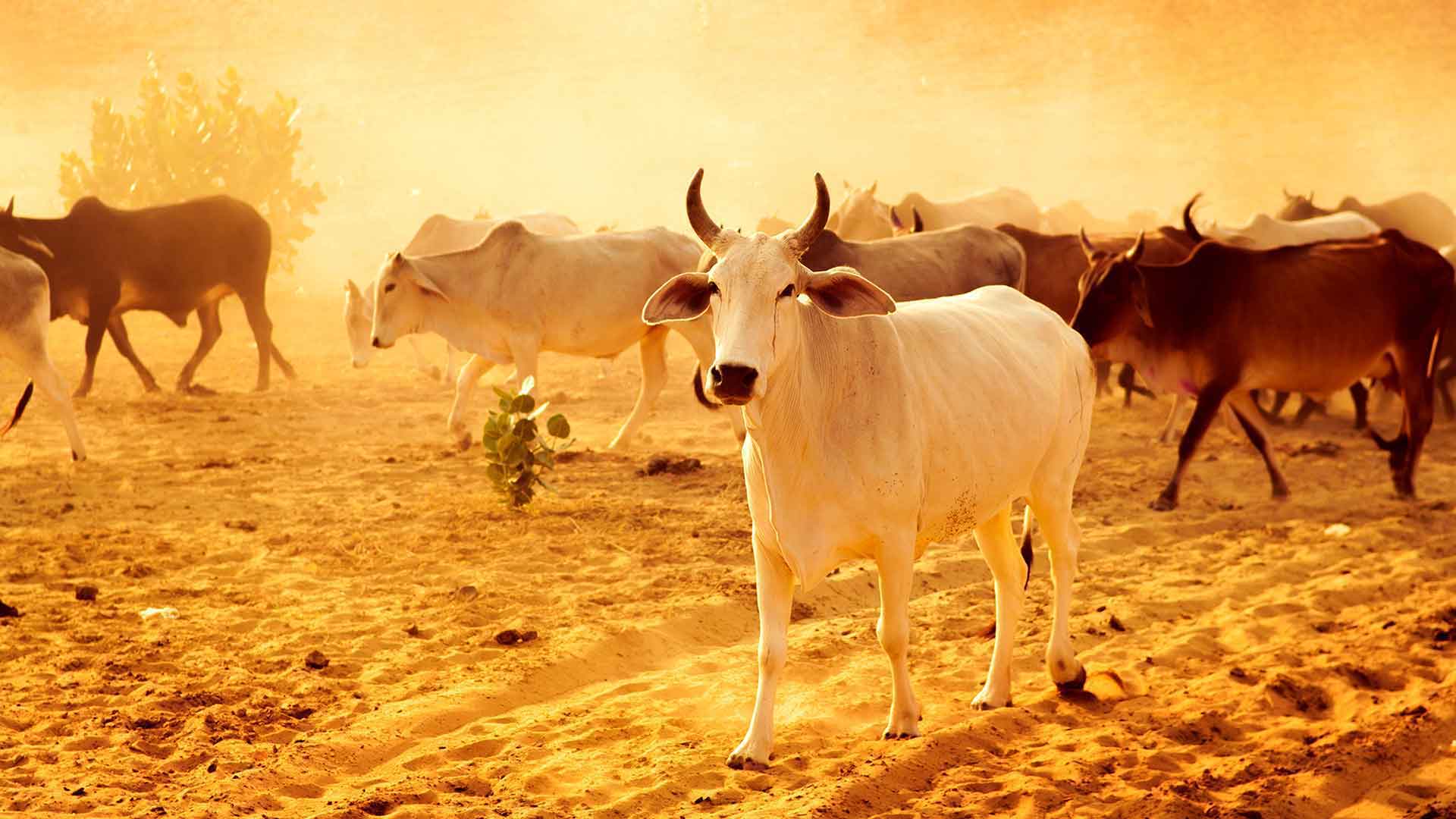 Proposer un écosystème durable et rentable autour du bois.